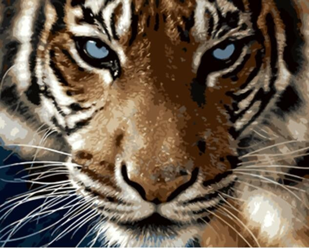 Tiger closeup - DIY Paint By Numbers Kits for Adults