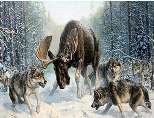 Moose and Wolves in snow