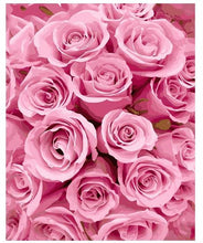 Only Pink Roses