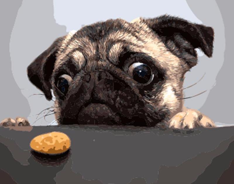 Pug and a cookie