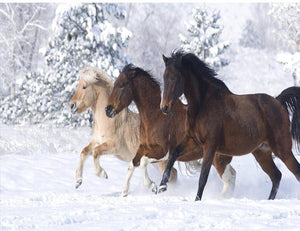Shades of Horses in the snow